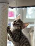 Do adopcji maluch kocurek