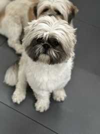 Repeoduktor Shih tzu