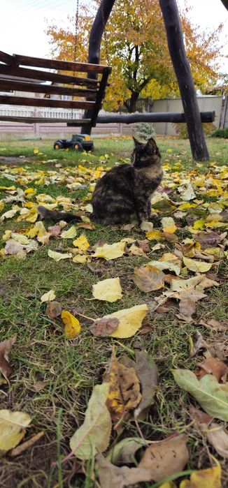 Віддам у добрі руки