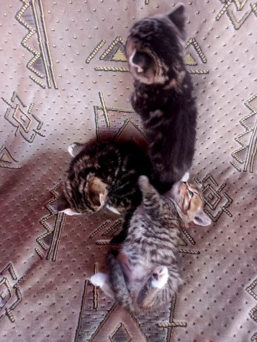 маленькі кошенятя