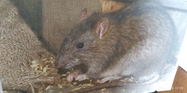 Isco para ratos e ratazanas