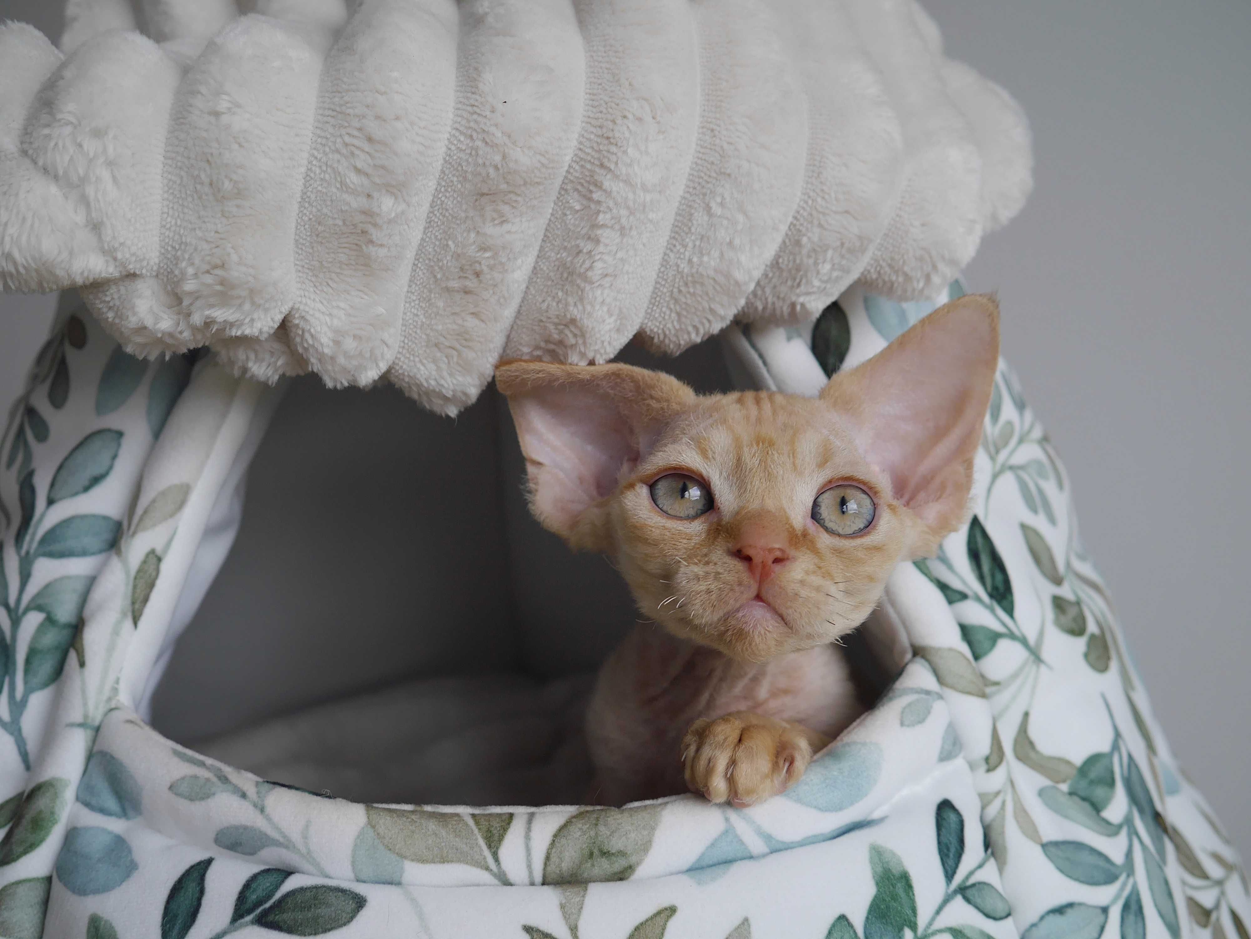 Baloo Calvados*PL  Chłopczyk Devon Rex