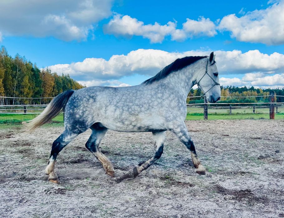 Koń śląski - wałach