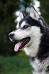 Kochana, przyjazna czarnulka, suczka husky seniorka szuka domu