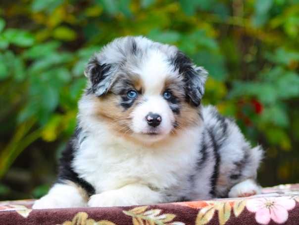 Miniaturowy owczarek amerykański MAS Chłopiec blue merle
