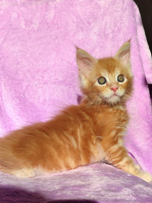 Кошенята породи Мейн-кун