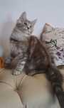 ZAREZERWOWANY Kot MaineCoon, niebieskie srebro