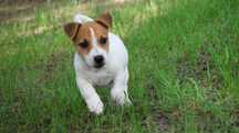 Piesek Jack Russell Terrier z hodowli BREFIO/badania genetyczne