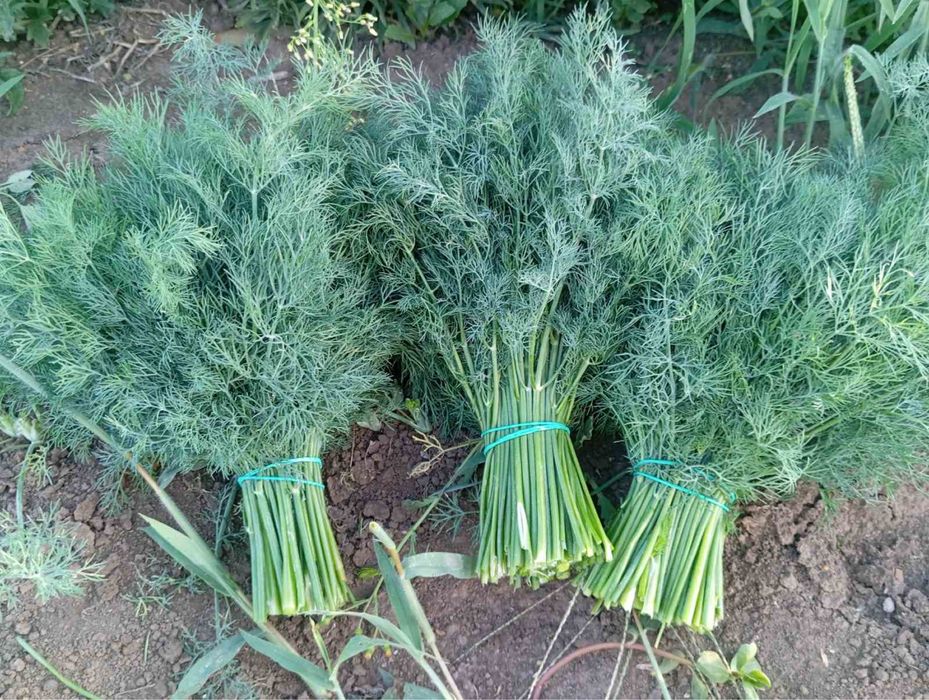 Укроп , Петрушка, шпинат , щавель . Великий асортимент Опт та роздріб