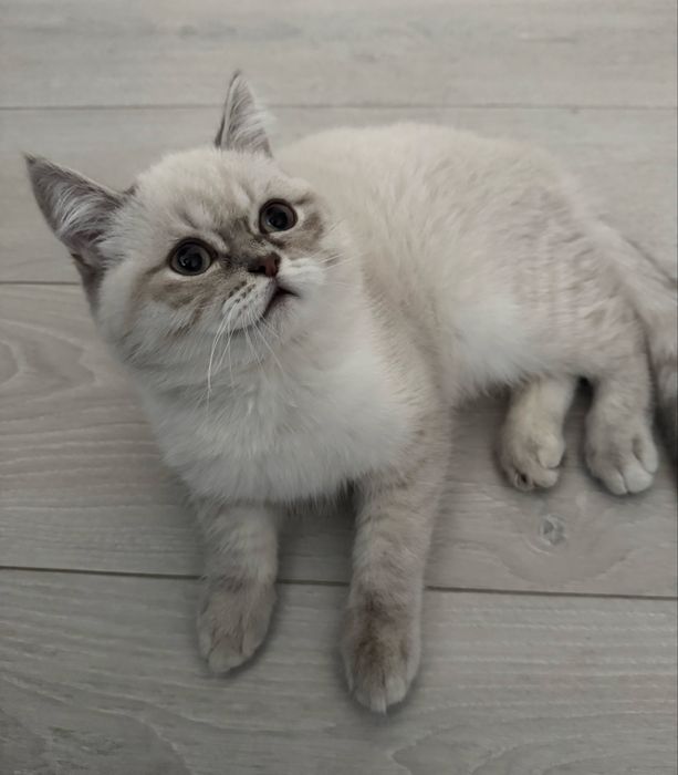 Продам милого котика шотландський скотіш