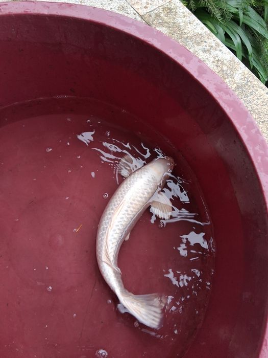 Carpa koi japonesa