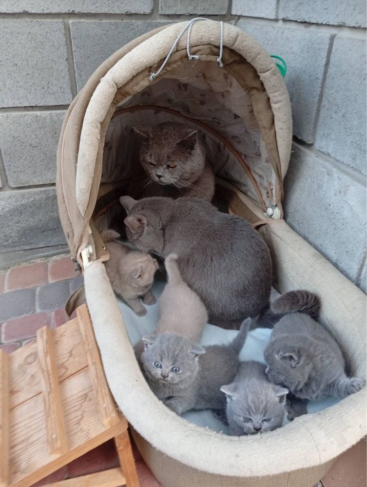 Британські котята