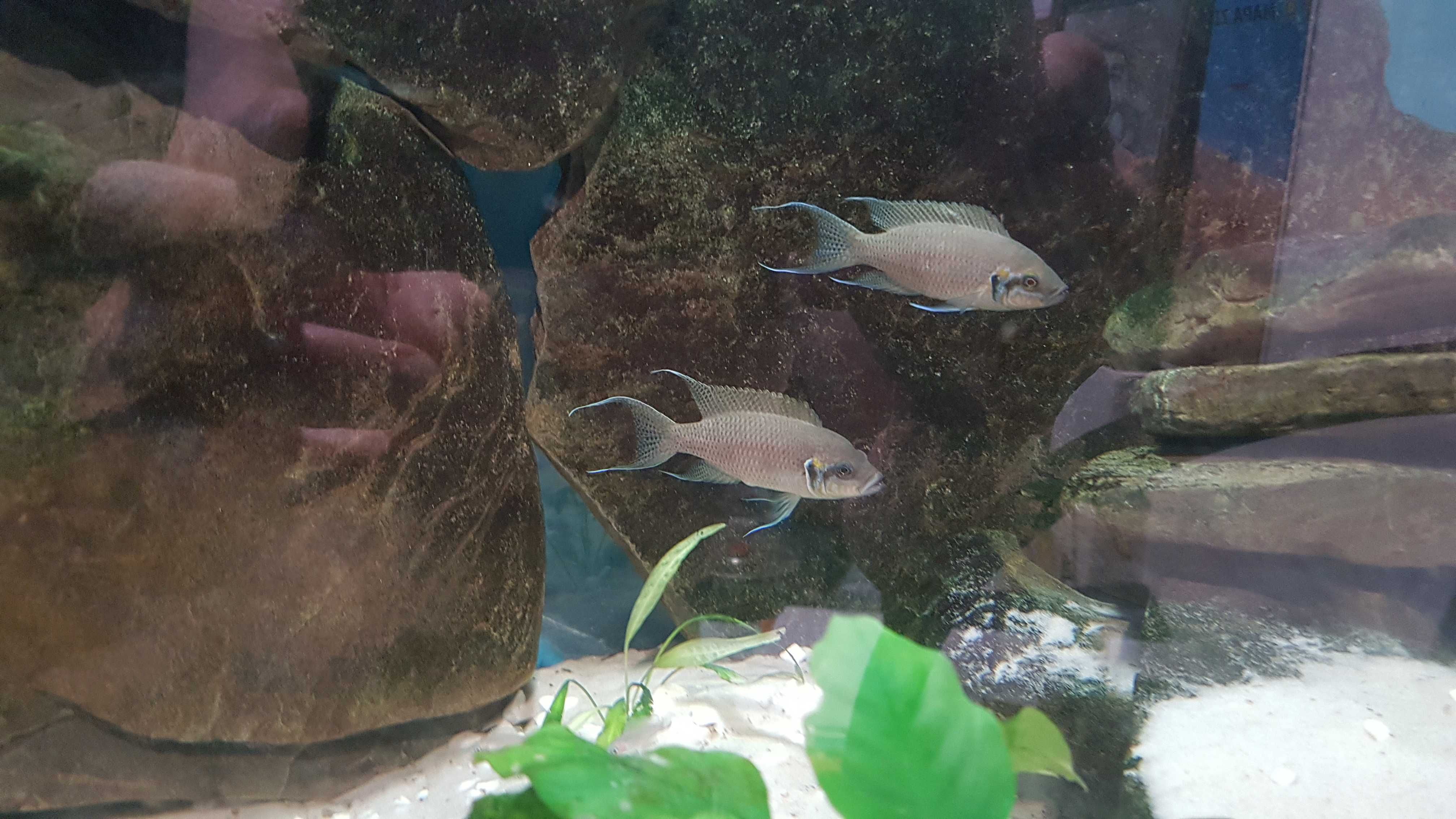 Księżniczki z Burundi (Neolamprologus brichardi)