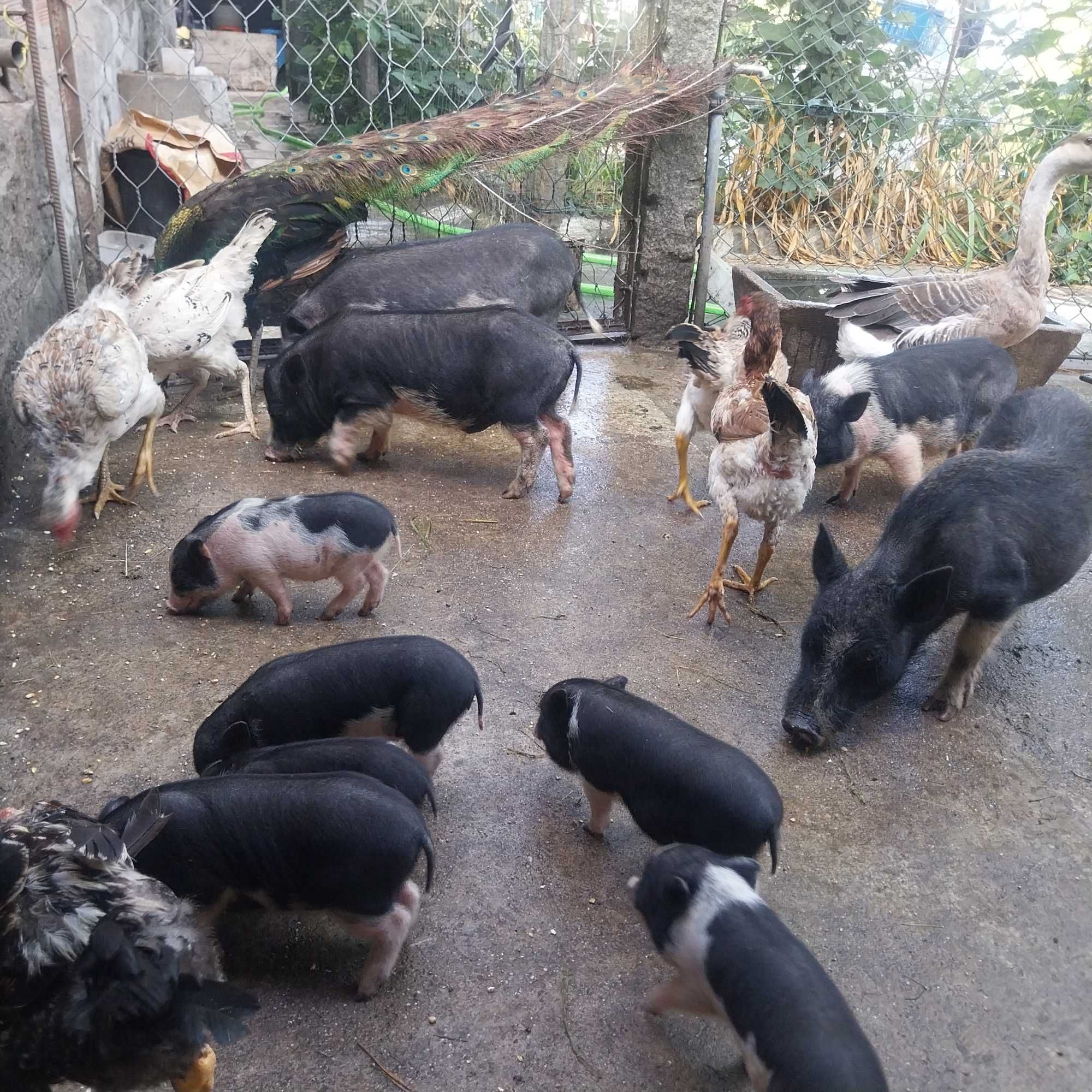 Porcos anoes para venda