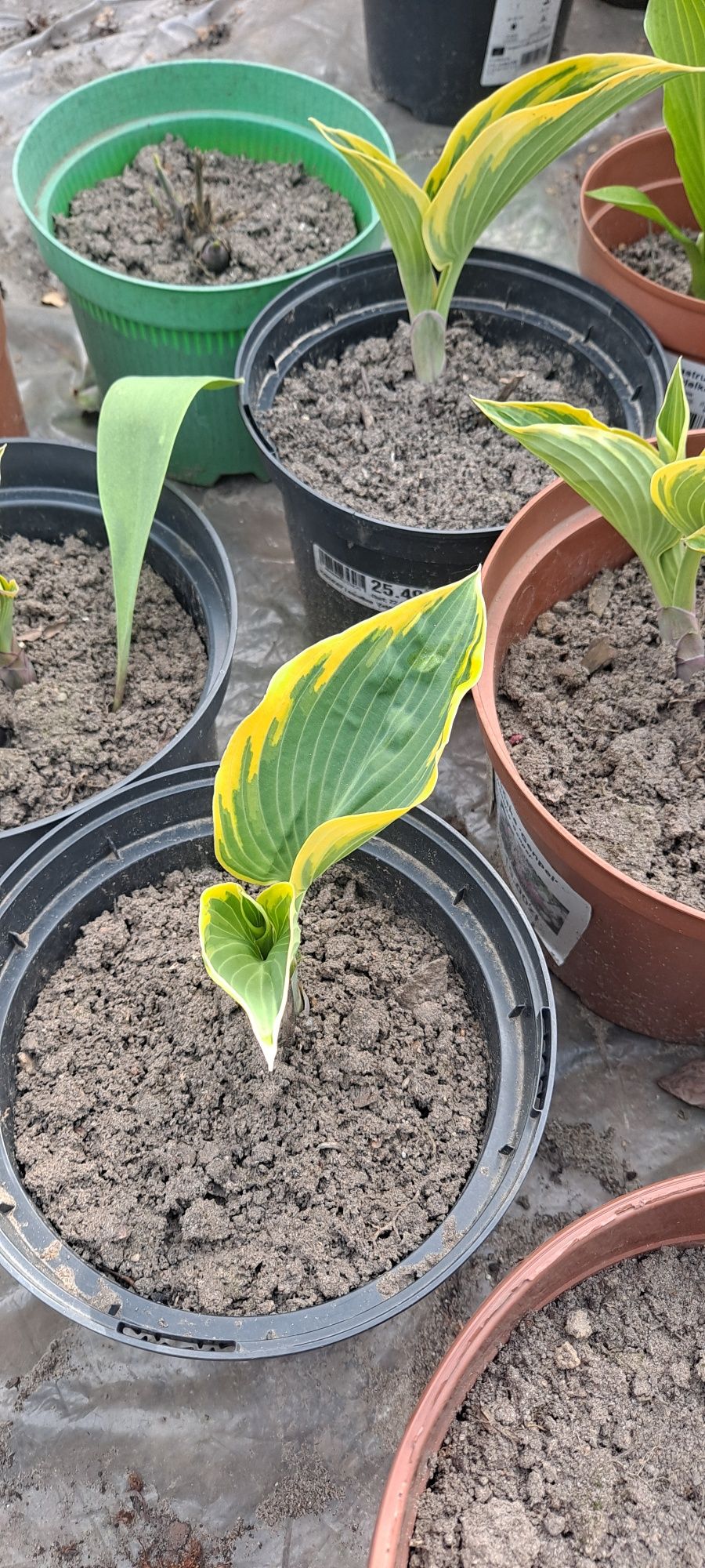 Funkia, funkie, hosta rosliny ogrodowe kilka odmian