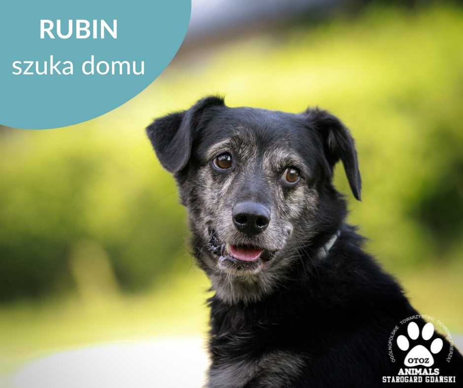 Psiak Rubin szuka domu!