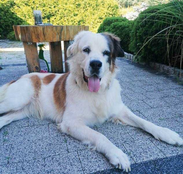 PUMBA to miła duża, rodzinna sunia