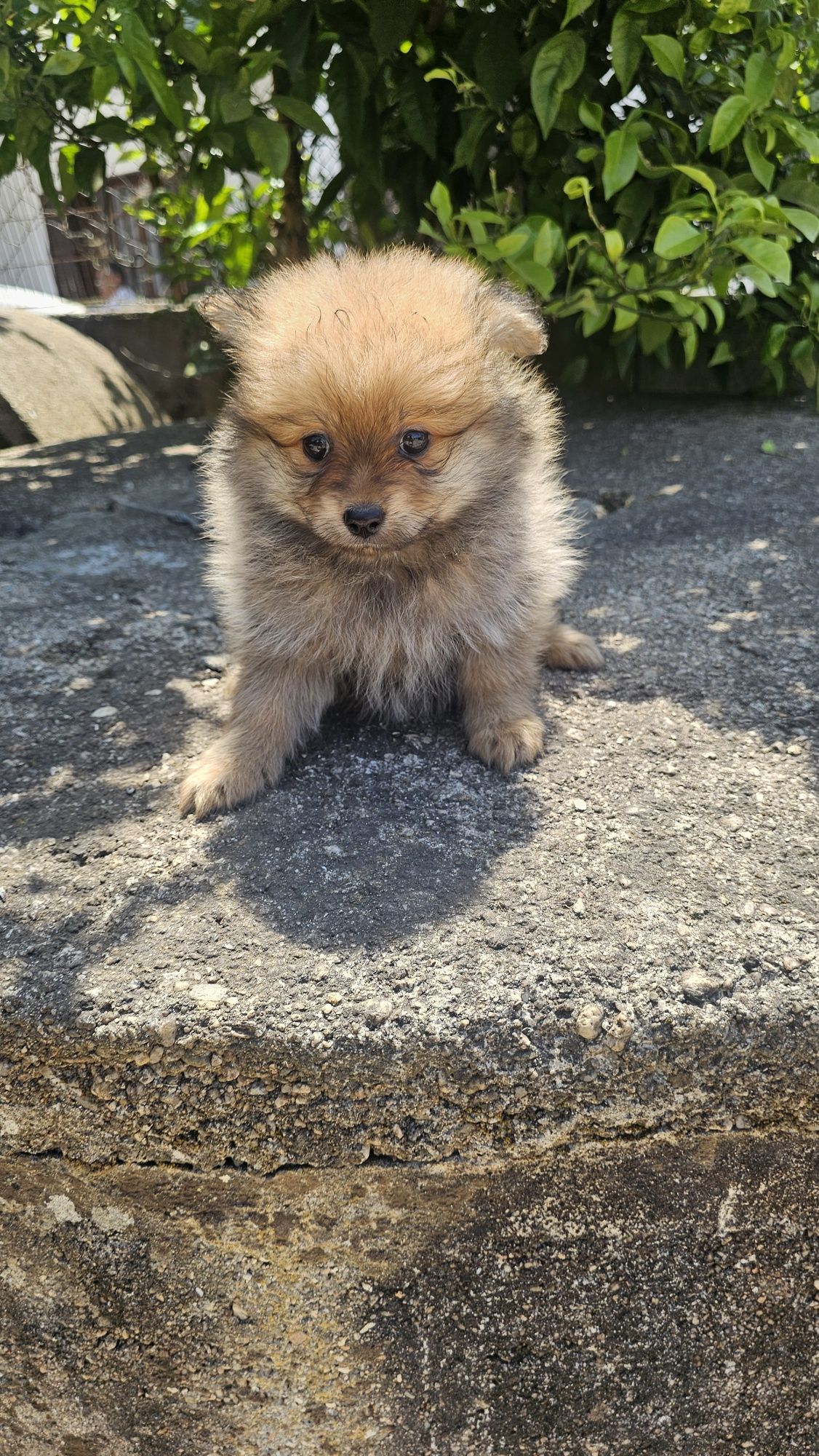 Lulu pomerânia / spitz alemão macho