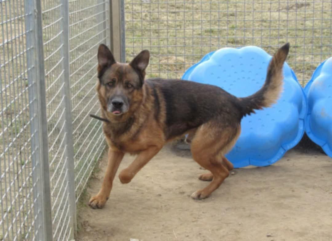 Owczarek Rasti do adopcji