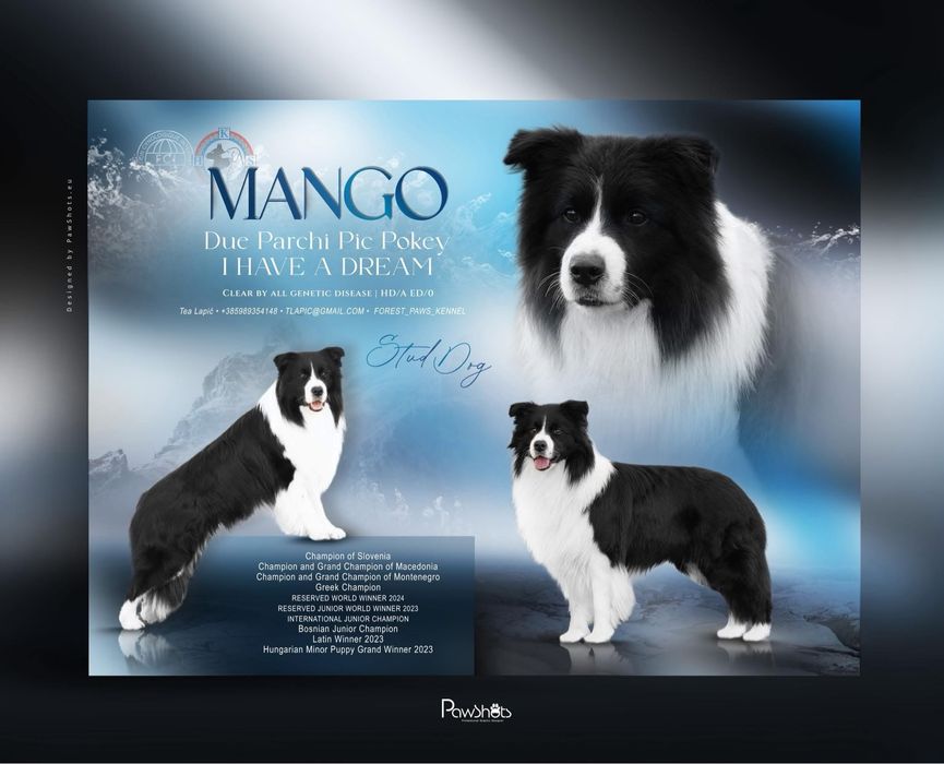 Wyjątkowy szczeniak, badania certyfikat oczy/serce Zkwp/Fci