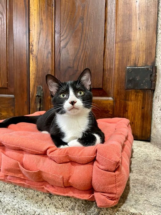 Chaplin com 4 meses procura uma família para a vida