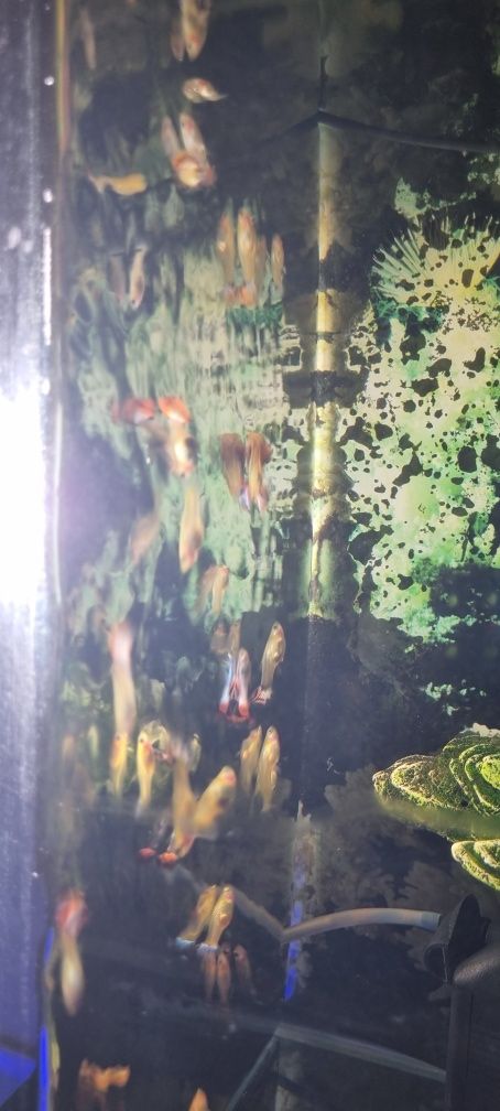 Guppys peixes de aquario