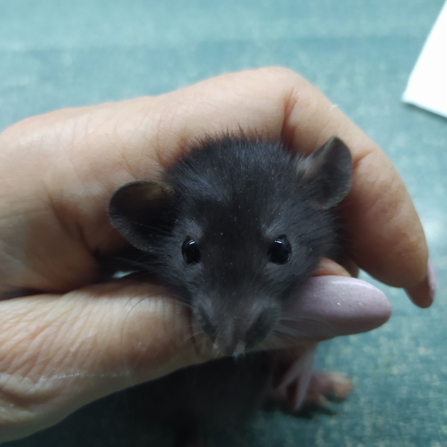 Крыса Дамбо( крысята, пацюк) ручные малыши