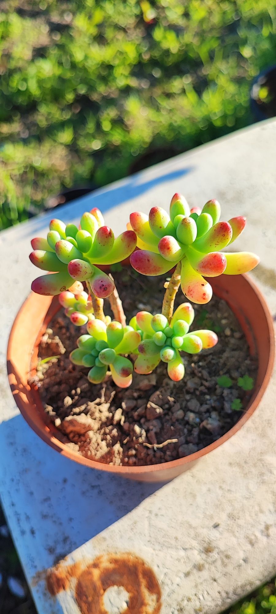 Planta suculenta