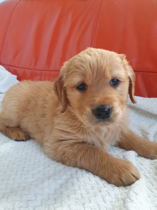 Golden Retriever / szczeniaki / złoty piesek