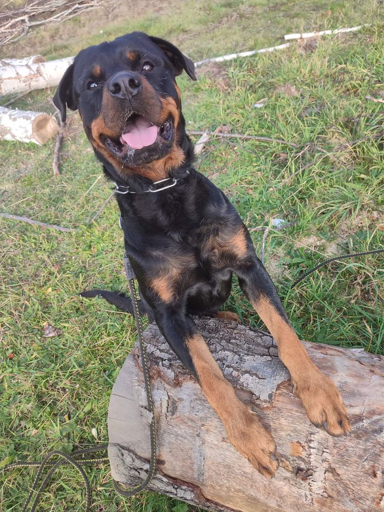 Sajmon rodowodowy rottweiler szuka domu