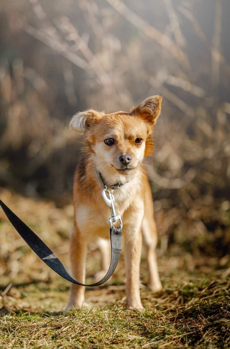 Młoda Dolly szuka domu.