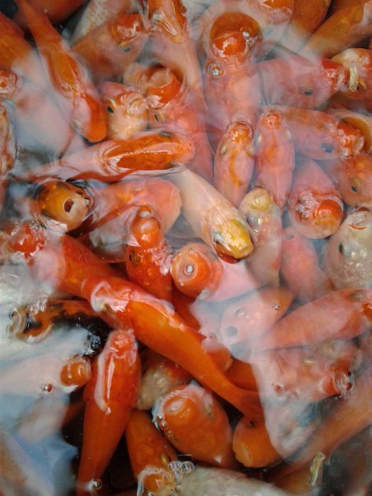 rybki do oczka stawu karasie złota rybka welon karp koi karaś eurokoi