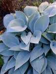 Хоста Blue  Wedgwood . First blush