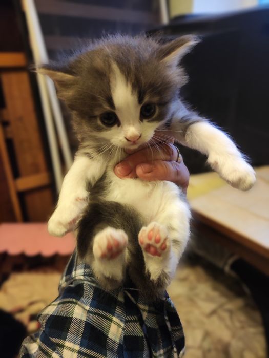 Отдам котят ( бесплатно)