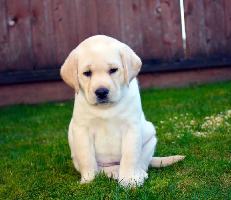 Элитные щенки Питомника Лабрадор Ретривер доставка по Украине