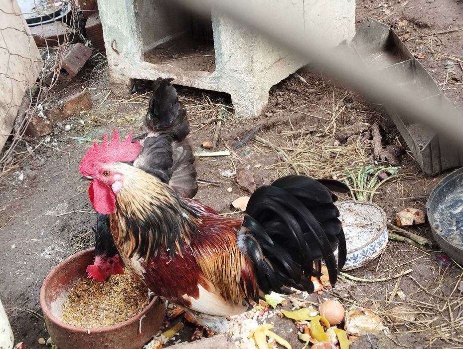 Casal de galináceos