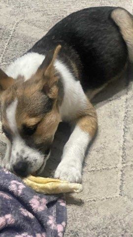 Szczeniaczek do adopcji