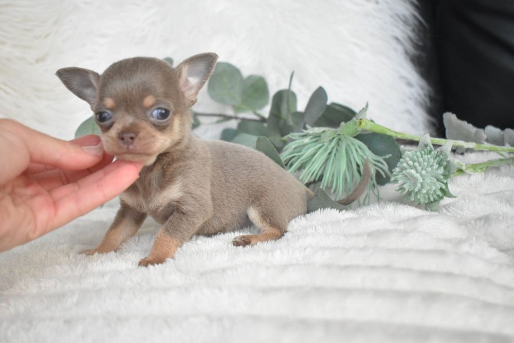 Chihuahua  Super Mini. Menino .Lilac Tan. Cabeça de maçã. Perfeito!