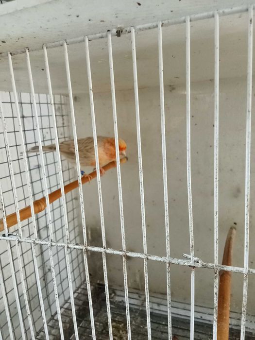 Topázio pastel e topázio vermelho