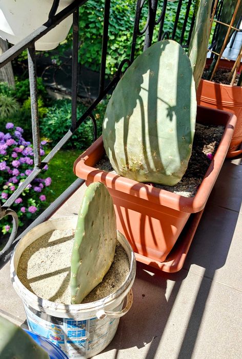 Opuncja figowa (kaktus owocowy) Gotowe sadzonki.