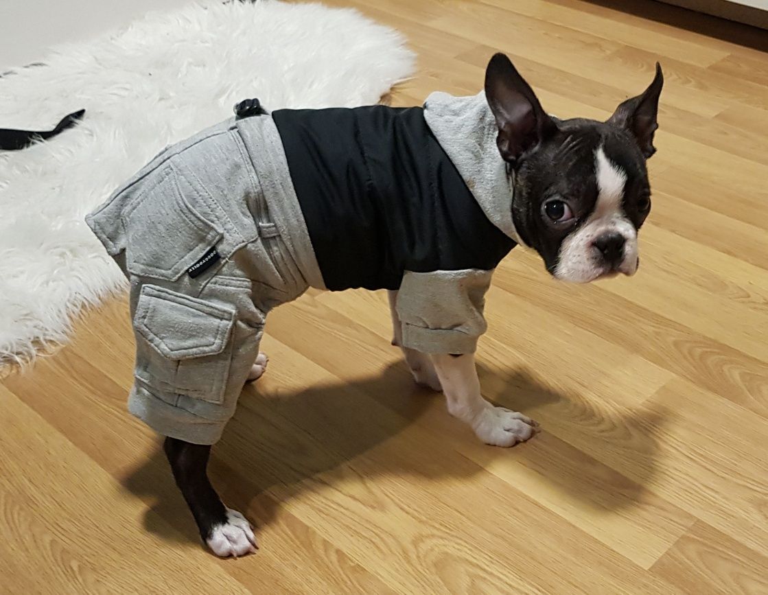 Ubranka dla Boston Terrier i nie tylko ubranie DoggyDolly M