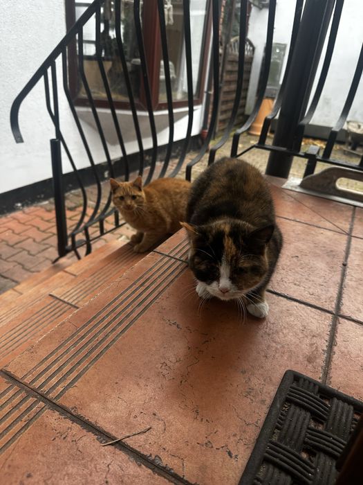 Kociaki szukaja domku