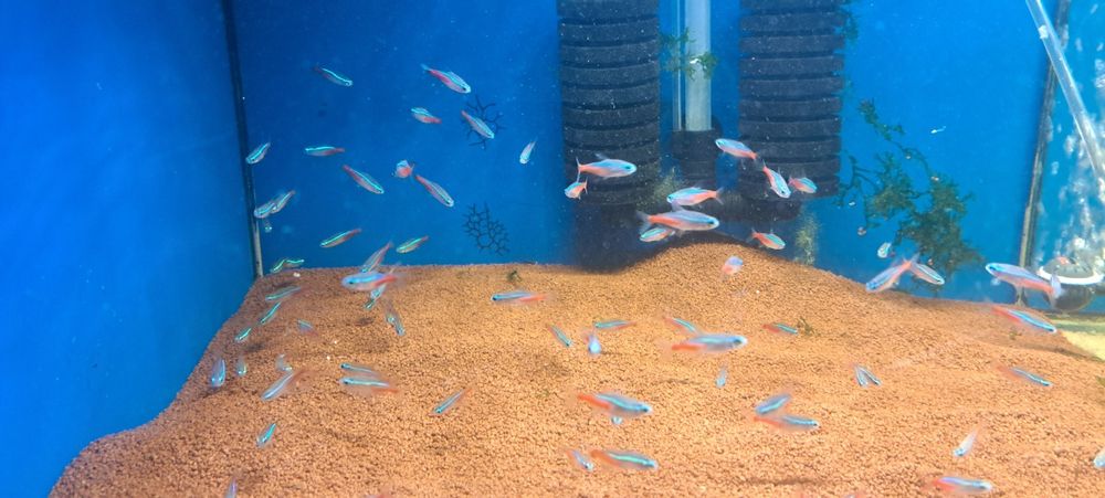 Neon Innesa - Paracheirodon Innesi