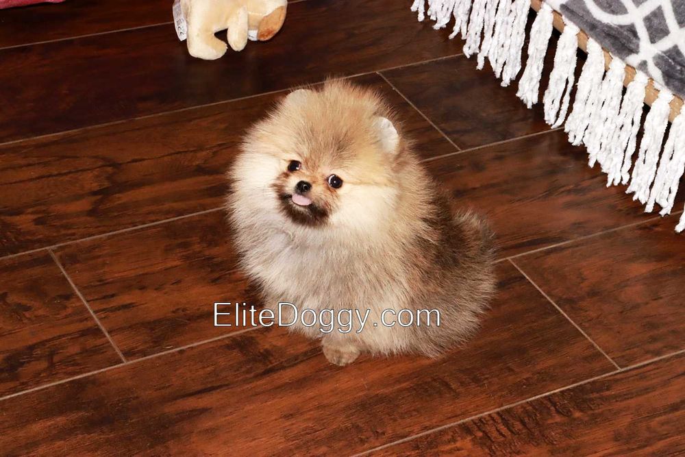 Мини девочка померанский шпиц рыже-соболиного окраса