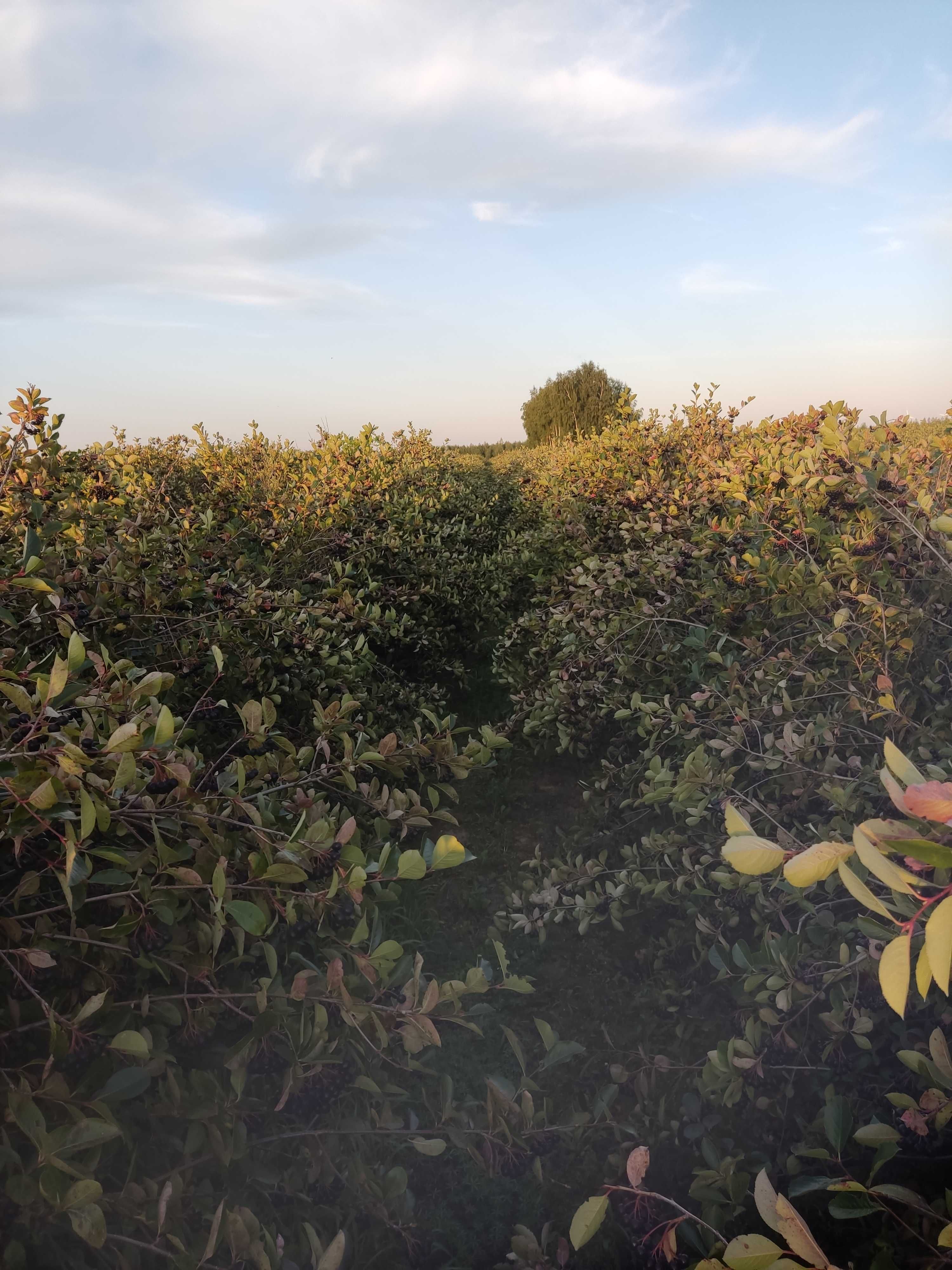 Ekologiczne Owoce Aronii z własnej plantacji Wysyłka