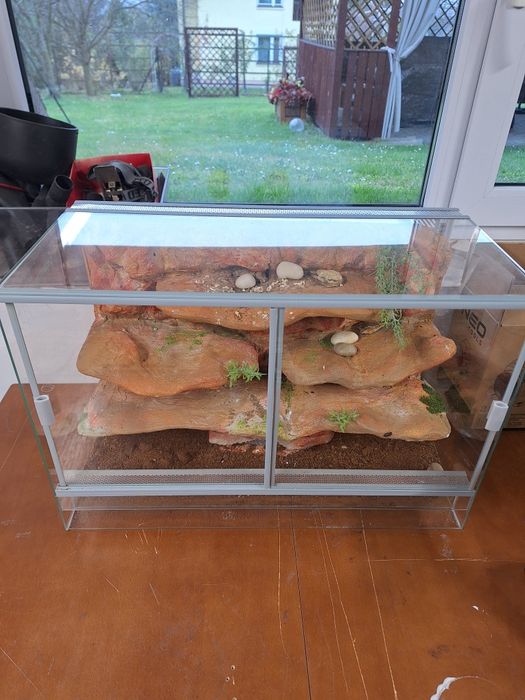 Terrarium szklane z wystrojem