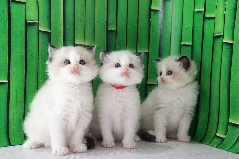 З яскравими синіми очима кошенята породи Ragdoll//РЕГДОЛЛ