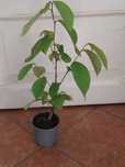 Oryginalna roślina, czerymoja, flaszowiec peruwiański, wysokośc 57 cm