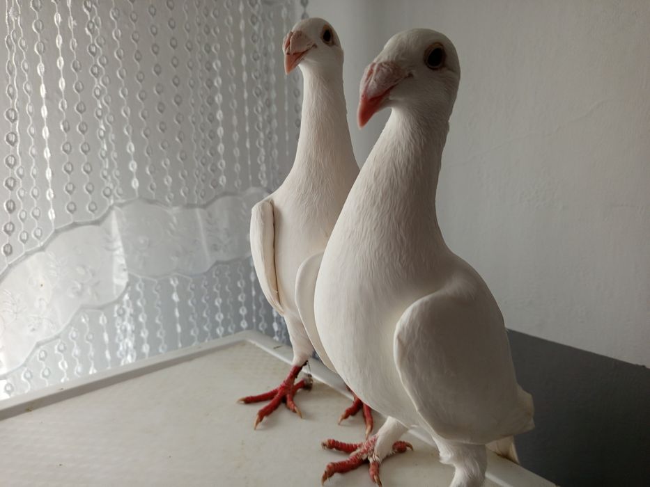 Rzeszowskie wystawowe