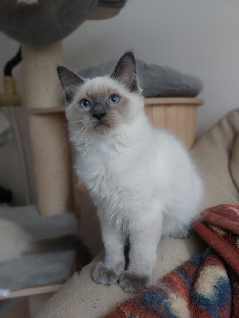 Ragdoll kot gotowy do odbioru FIV/Felv